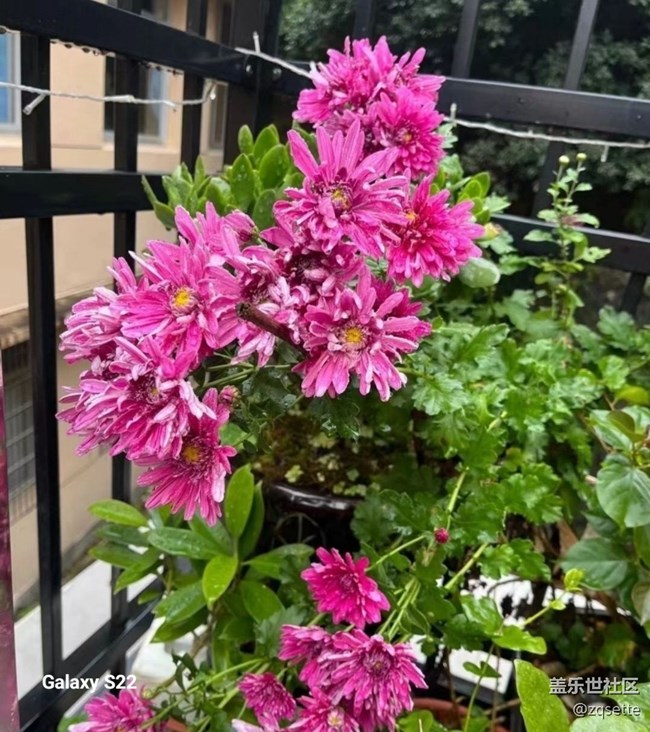 【鹏城寻冬记】菊花盛开