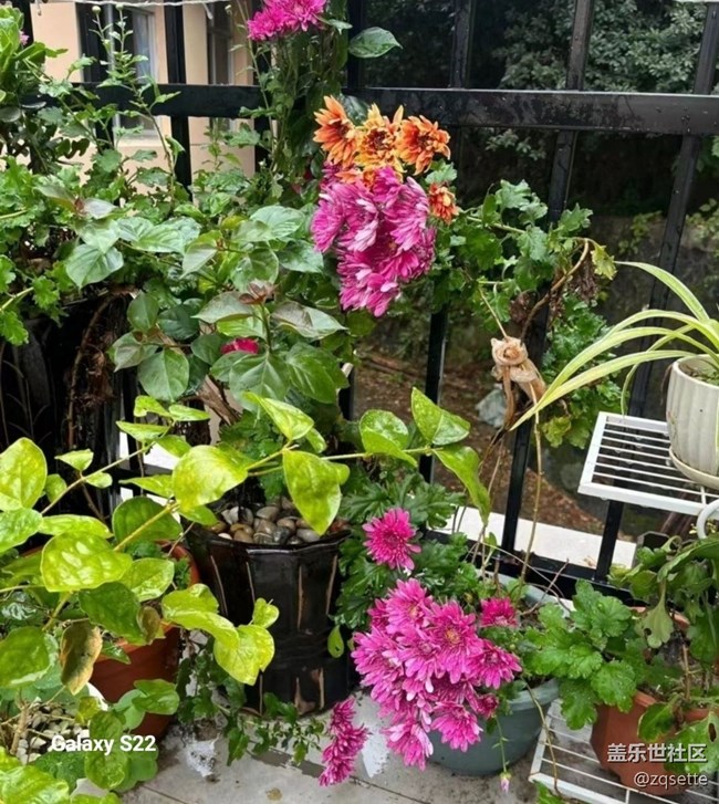 【鹏城寻冬记】菊花盛开