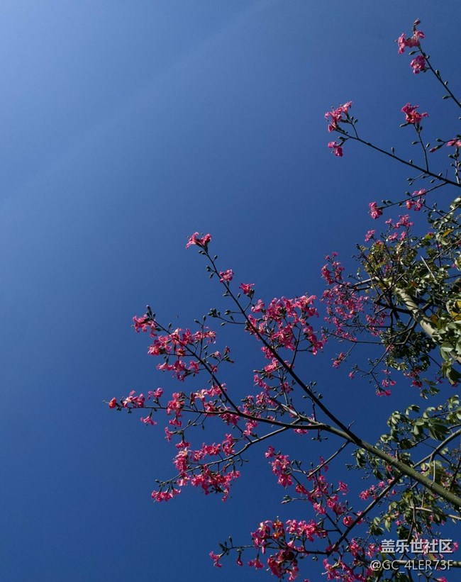 【世间的美好】绿意未央，花事未了