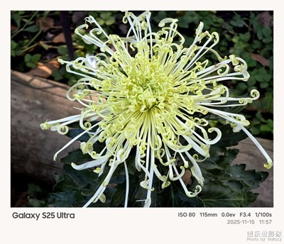 把秋天,藏进菊花的褶皱里