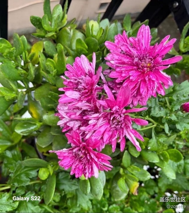 【鹏城寻冬记】菊花盛开