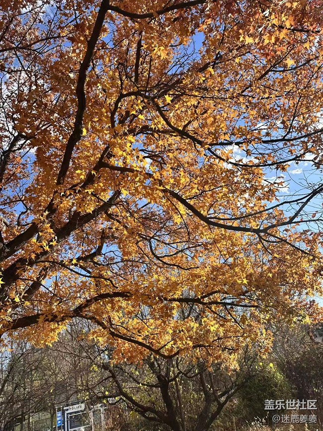 【秋季采风计划】太喜欢这样的秋天了