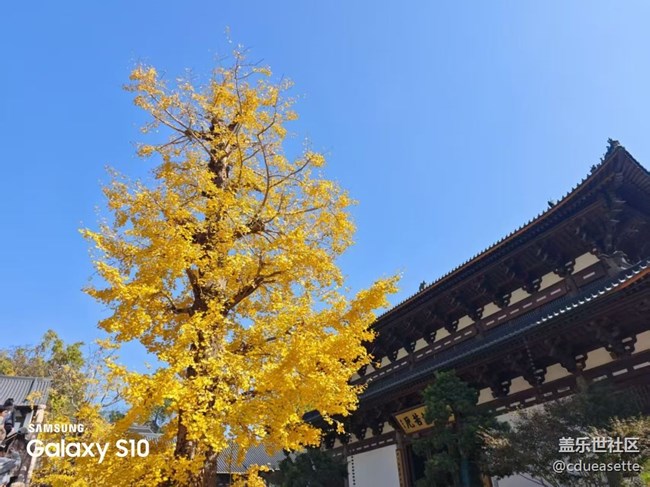 【鹏城寻冬记】静美秋天