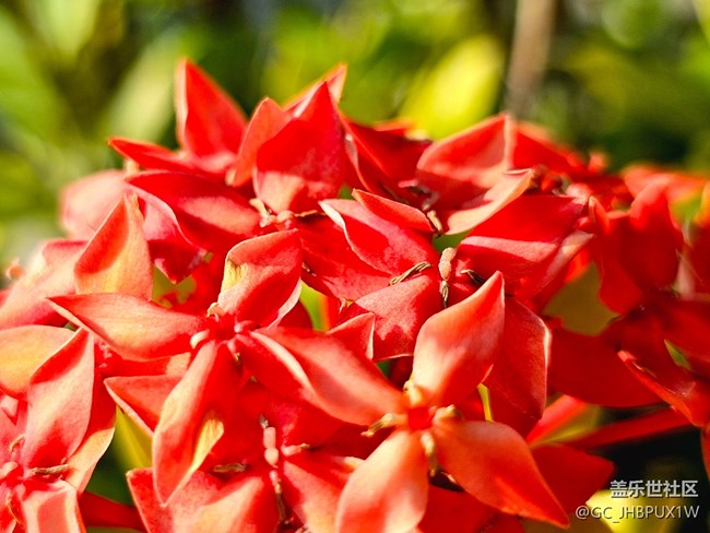 【Galaxy影像】#用微距，拉近距离