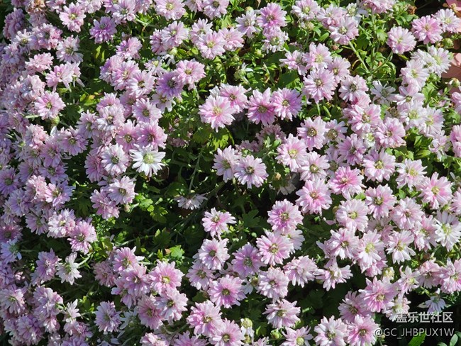 【生活小确幸】好时光