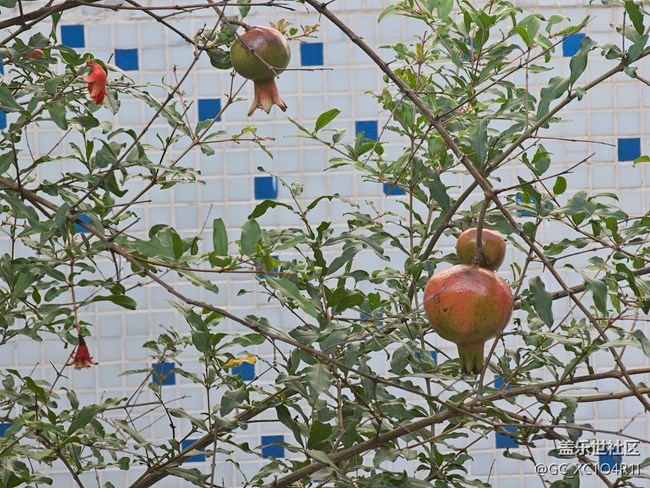 【全镜影像】绿色