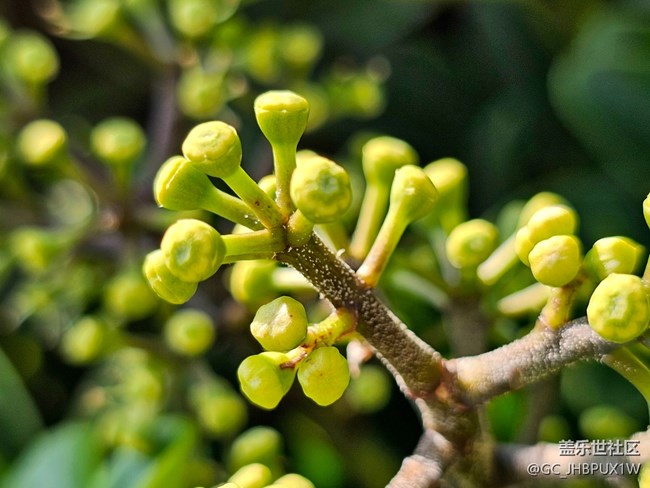 【Galaxy影像】#用微距，拉近距离