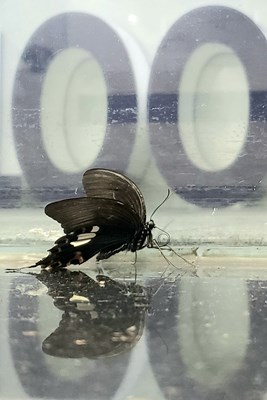 手机在手,风景小品全都有