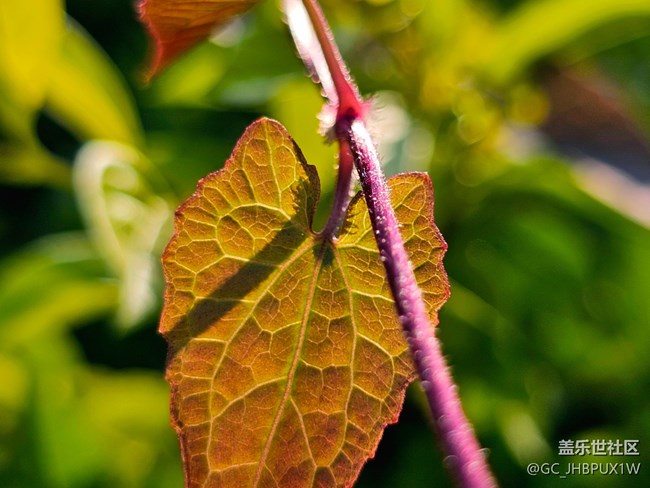 【Galaxy影像】#用微距，拉近距离