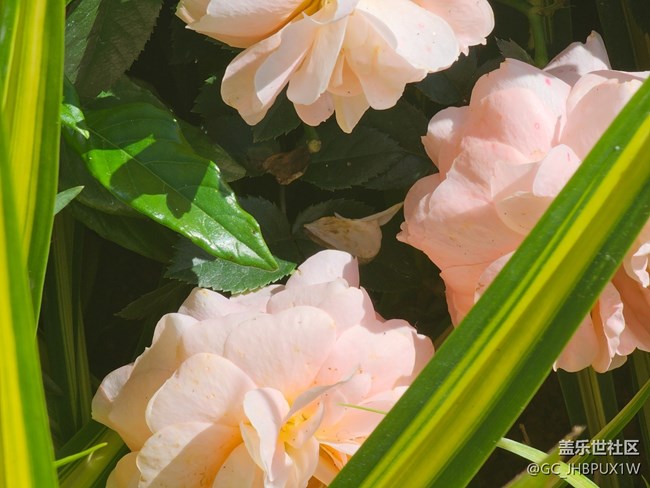 【生活小确幸】好时光