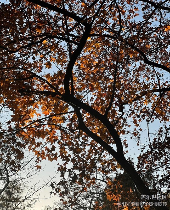 【世间的美好】秋日氛围