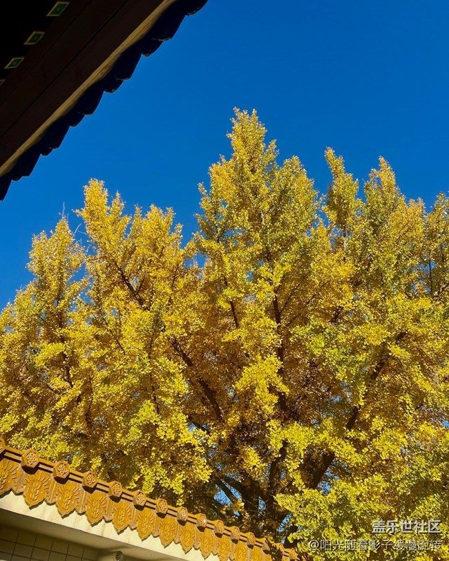 【世间的美好】秋日氛围