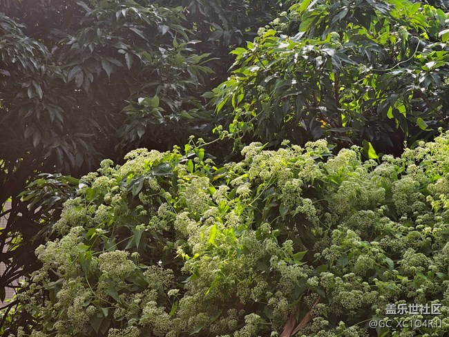 【全镜影像】绿色