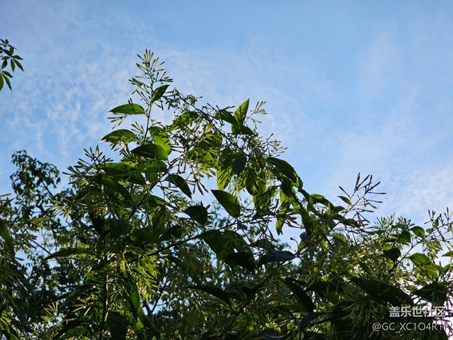 【全镜影像】绿色