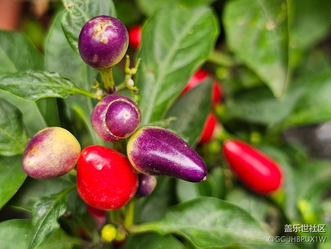 【秋季采风计划】秋天角落