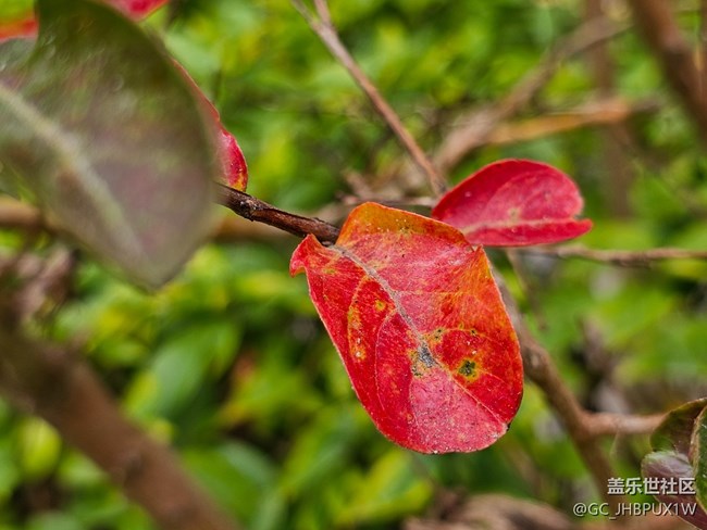 【秋季采风计划】秋天角落