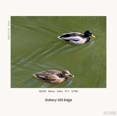 冬湖水寒鸭先知