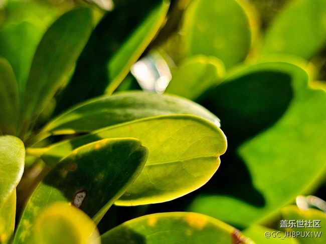 【Galaxy影像】#用微距，拉近距离