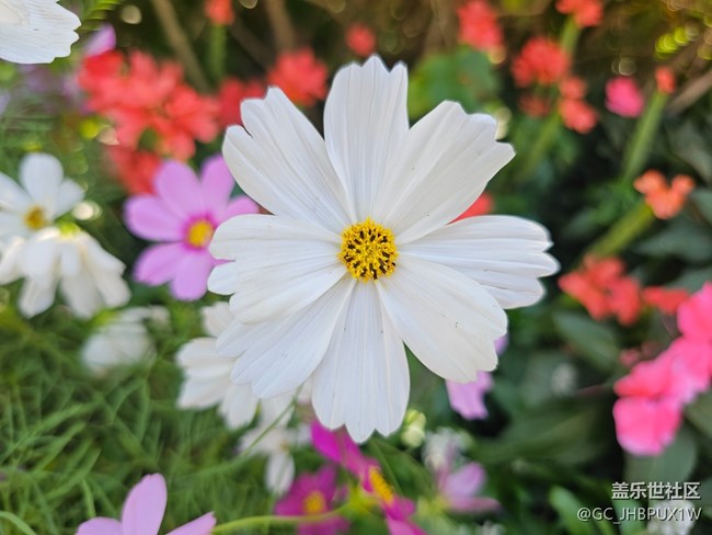 【生活小确幸】好时光