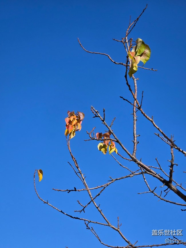 【简而美】简致秋色