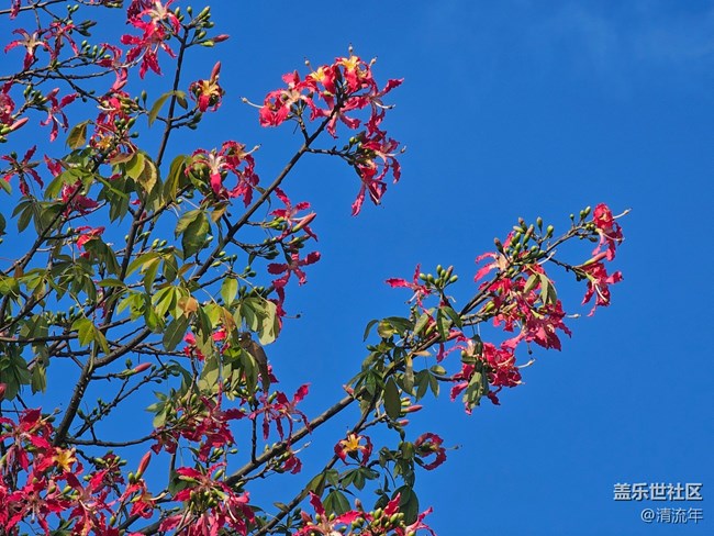 【全镜影像】户外花开