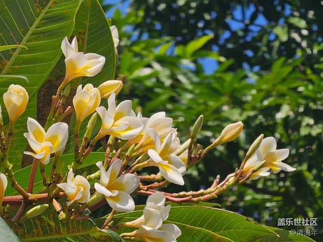 【全镜影像】户外花开