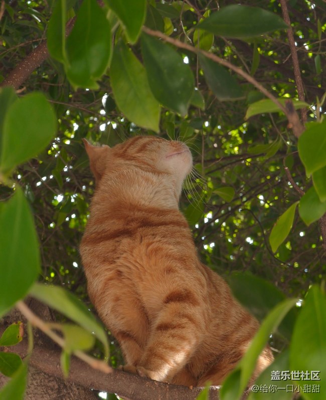 【秋季采风计划】 一树秋色，一只橘猫