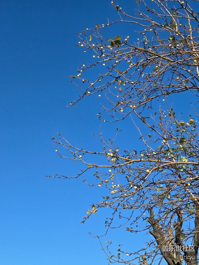 【简而美】简致秋色