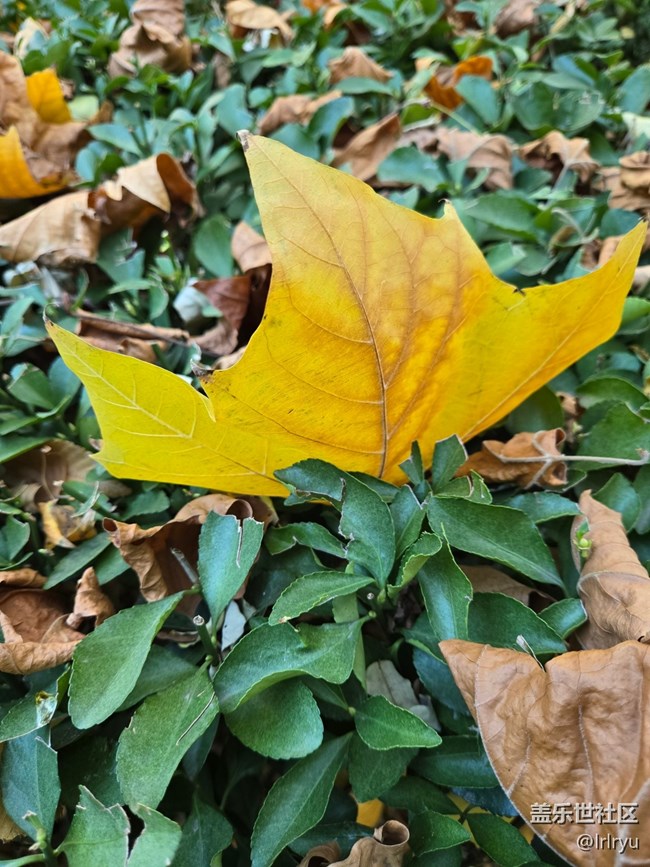 【Galaxy影像】#用微距，拉近距离