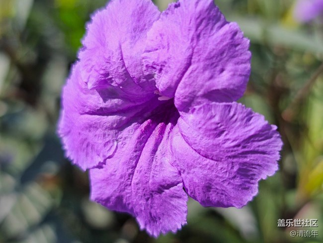 【全镜影像】户外花开