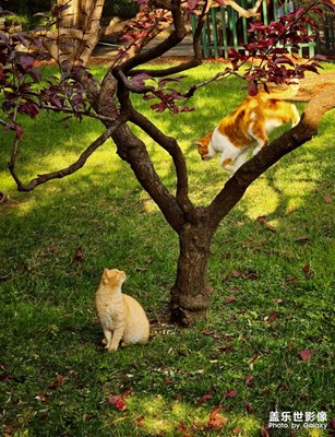 【色彩对话】+赏秋的猫