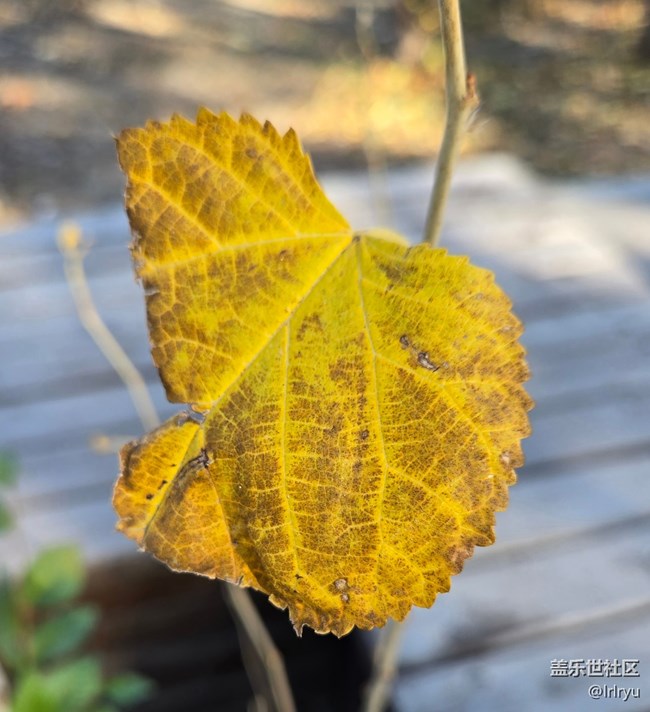 【Galaxy影像】#用微距，拉近距离