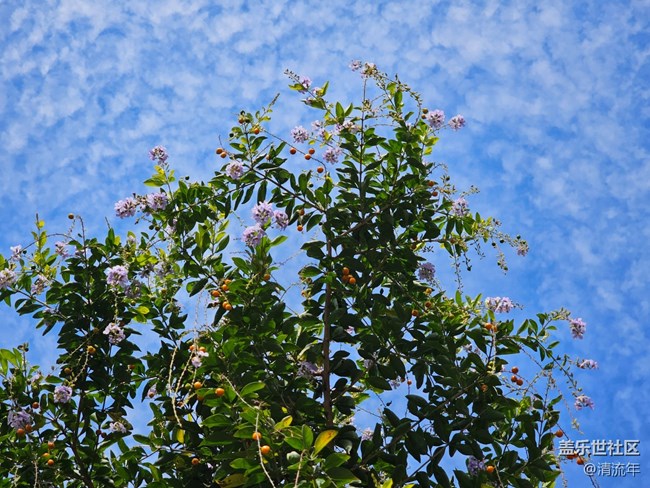 【生活小确幸】秋日连翘