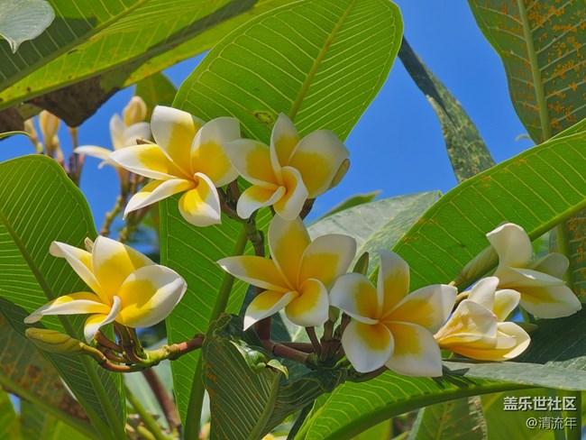 【全镜影像】户外花开