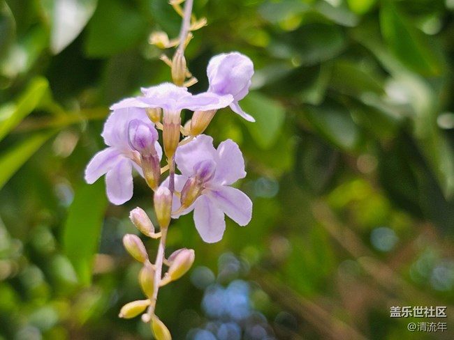 【生活小确幸】秋日连翘