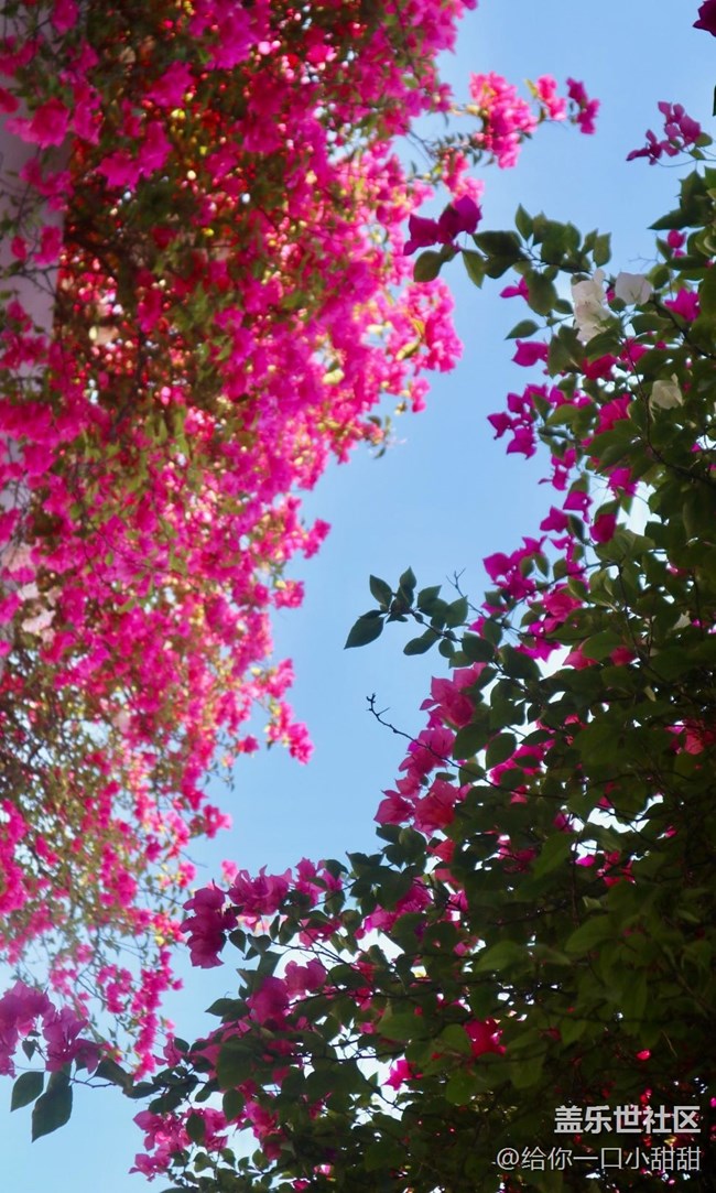 【世间的美好】最美三角梅