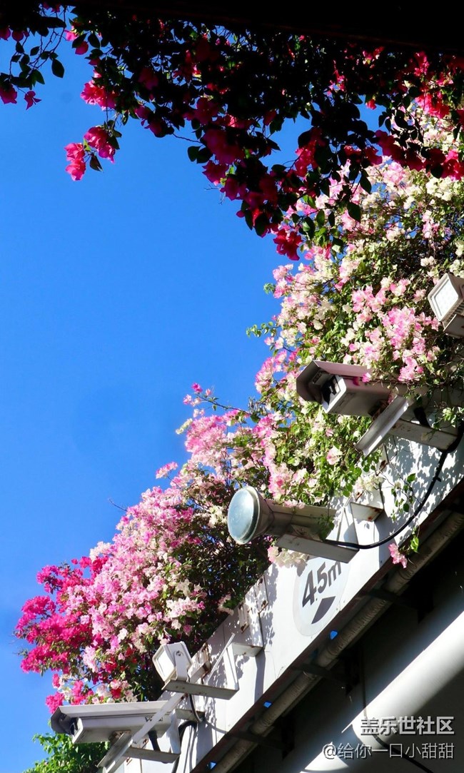 【世间的美好】最美三角梅