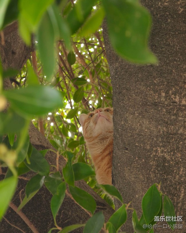 【秋季采风计划】 一树秋色，一只橘猫