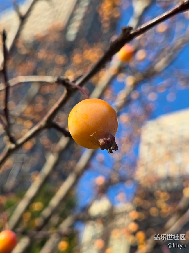 【Galaxy影像】#用微距，拉近距离