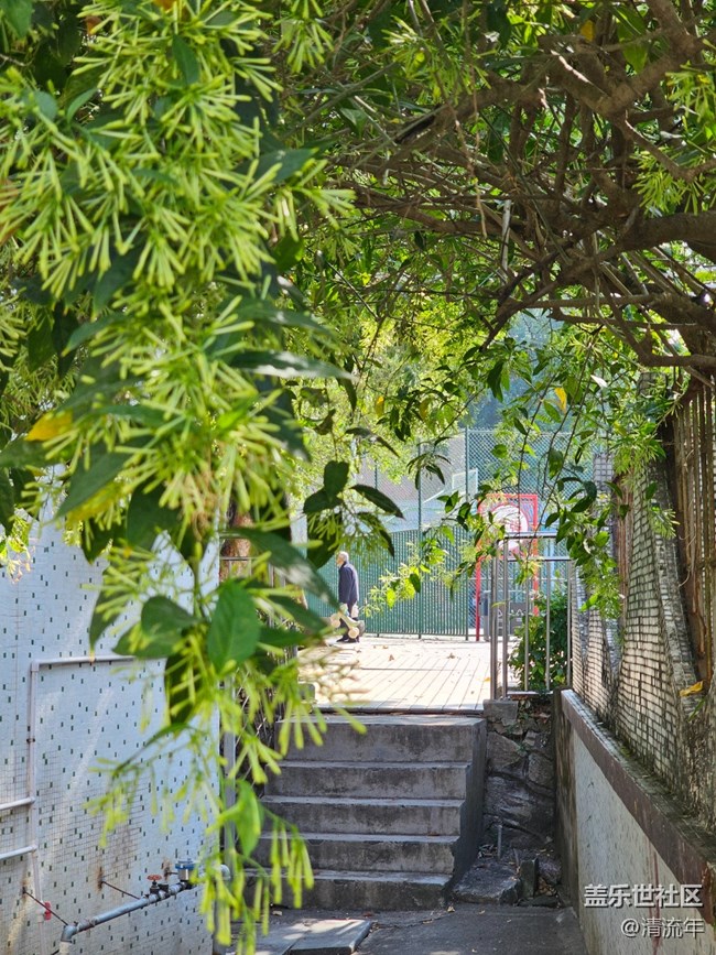 【生活小确幸】秋日连翘