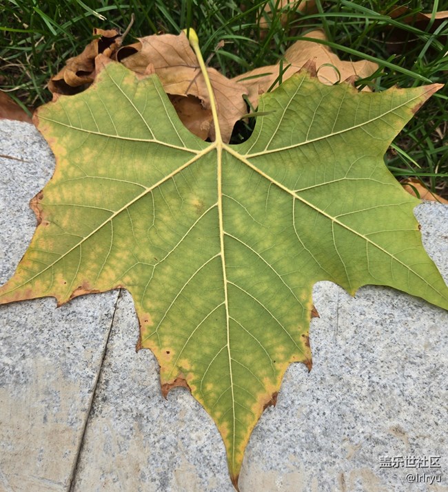 【Galaxy影像】#用微距，拉近距离