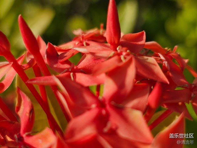 【全镜影像】户外花开