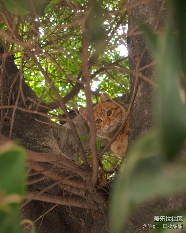 【秋季采风计划】 一树秋色，一只橘猫