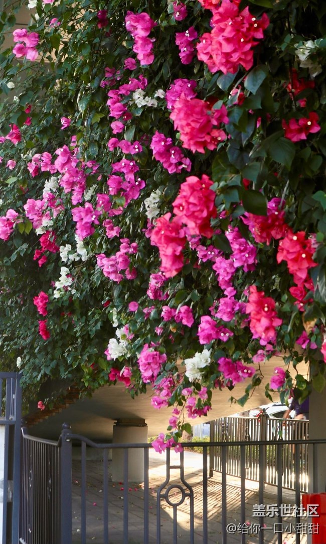 【世间的美好】最美三角梅