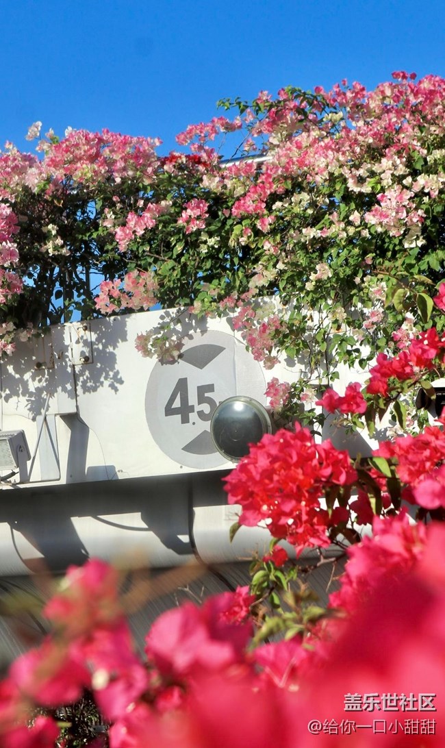 【世间的美好】最美三角梅