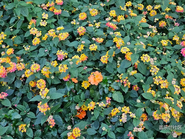 【全镜影像】户外花开