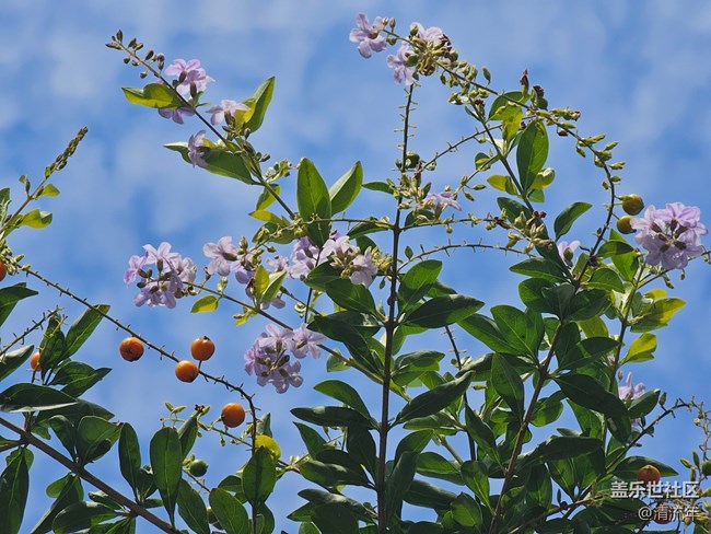 【生活小确幸】秋日连翘