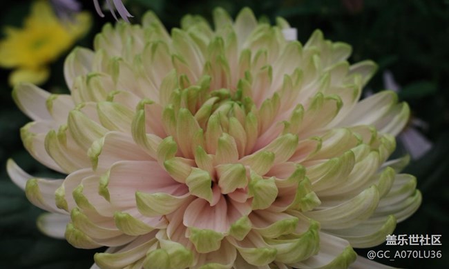 【世间的美好】冬天里的花