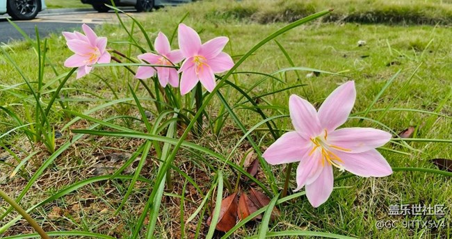 【世间的美好】身边的美景