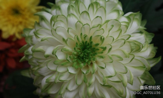 【世间的美好】冬天里的花